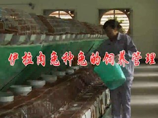 伊拉肉兔种兔的饲养管理