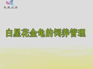 白星花金龟的饲养管理