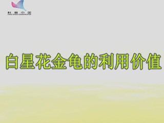 白星花金龟的利用价值