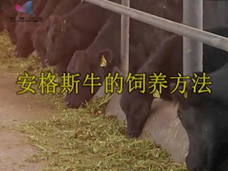 安格斯牛之饲养方法