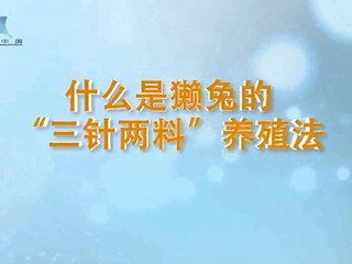 什么是獭兔的“三针两料”养殖法？