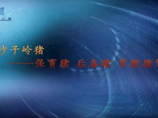 沙子岭猪——保育猪、后备猪、育肥猪饲养