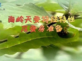 南岭天蚕特征特性及蚕房准备