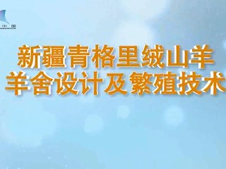 新疆青格里绒山羊 羊舍设计及繁殖技术