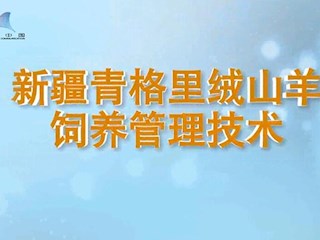 新疆青格里绒山羊 饲养管理技术