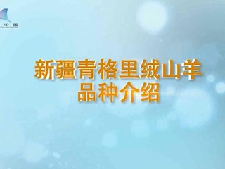 新疆青格里绒山羊品种介绍