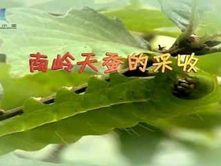 南岭天蚕的采收