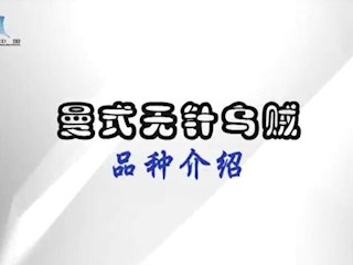 曼氏无针乌贼品种介绍