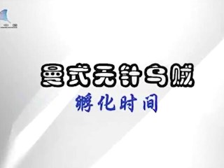 曼氏无针乌贼孵化时间