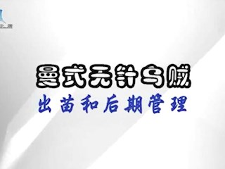 曼氏无针乌贼出苗和后期管理