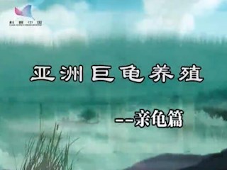 亚洲巨龟养殖——亲龟篇