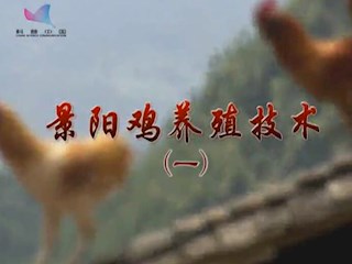 景阳鸡养殖技术(一)