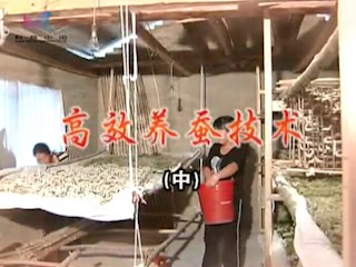 高效养蚕技术（中）