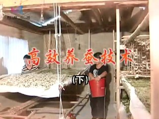 高效养蚕技术（下）