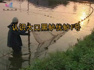 认识大口黑鲈优鲈1号