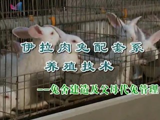 伊拉肉兔配套系养殖技术——兔舍建造及父母代兔管理