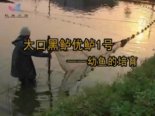 大口黑鲈优鲈1号——幼鱼的培育