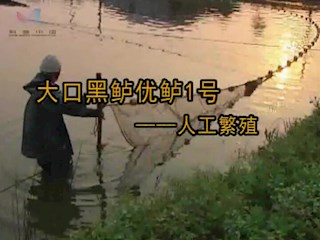 大口黑鲈优鲈1号——人工繁殖