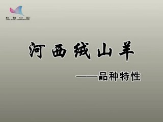 河西绒山羊——品种特性
