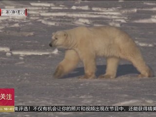 海冰融化威胁生态和谐北极圈小镇探索与熊共处之道