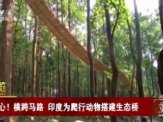 横跨马路  印度为爬行动物搭建生态桥