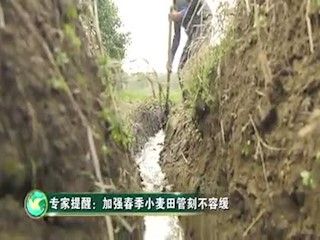 专家提醒：加强春季小麦田管刻不容缓