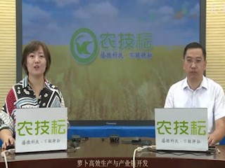 萝卜高效生产与产业链开发