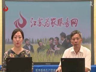 夏季蛋鸡生产管理要点