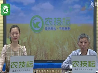 夏季蛋鸡饲养管理技术