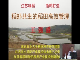 稻虾共生的稻田高效管理