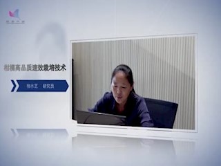 什么是柑橘的速效高品质栽培技术？