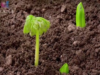 太阳能创造一切？人工光合作用未来...