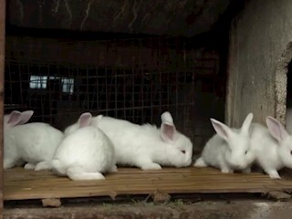 兔子尾巴长得了（3）
