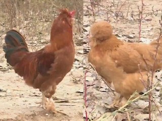 北京油鸡养殖技术（下）
