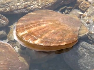 海大金贝养殖技术（上）