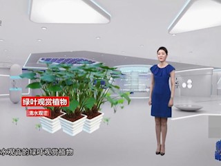 路边的野芋头不能吃？