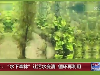 广东：“水下森林”让污水变清循环再利用