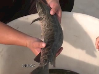 胆大心细养黑鱼（2）