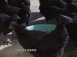 窑洞里的黑宝贝（3）