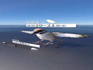 【翼展最小到最大的鸟】史上翼展最大的鸟，你能猜到有多少米?