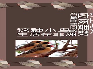 自然界最多的鸟类有多可怕？
