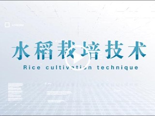 水稻栽培技术