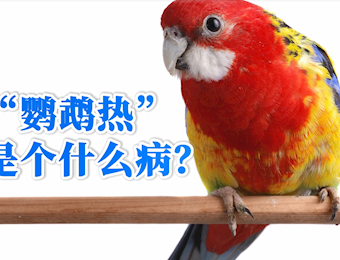 【科普一下】“鹦鹉热”是个什么病？